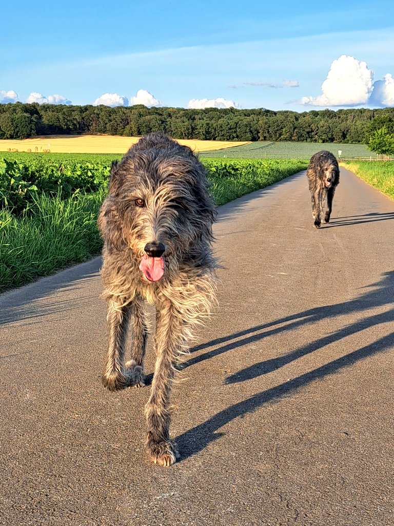 TullytheD's tweet photo. Hey everyone and a lovely day to u all 💞
It's #tongueouttuesday, so we gave our very best to give u some tongues in action 😜  we're wishing u a fantastic day, take care everyone 🐾👋

#scottishdeerhound 
#DogsofX
#Tullytuesday https://t.co/Hglb6kKQkp