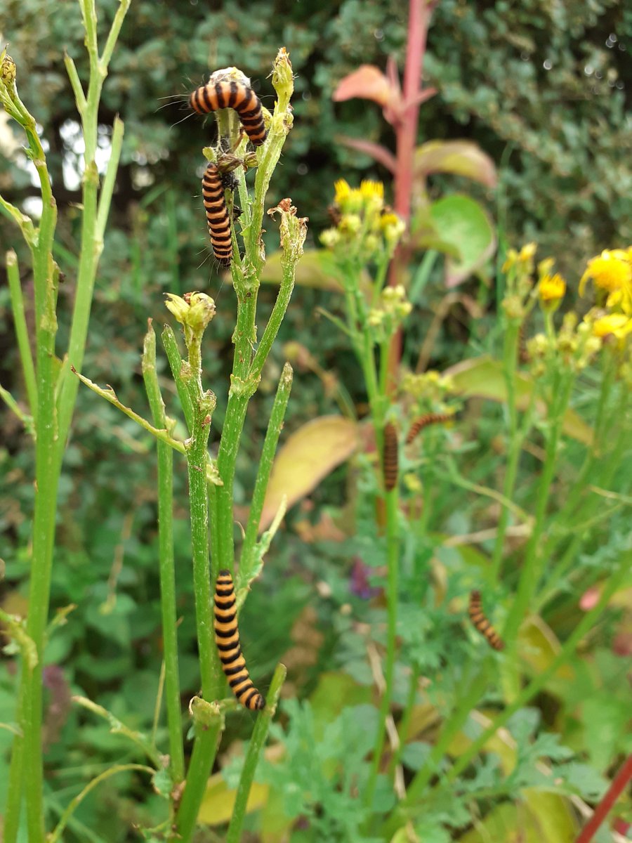 Cinnabar moth caterpillars on some ragwort in my garden