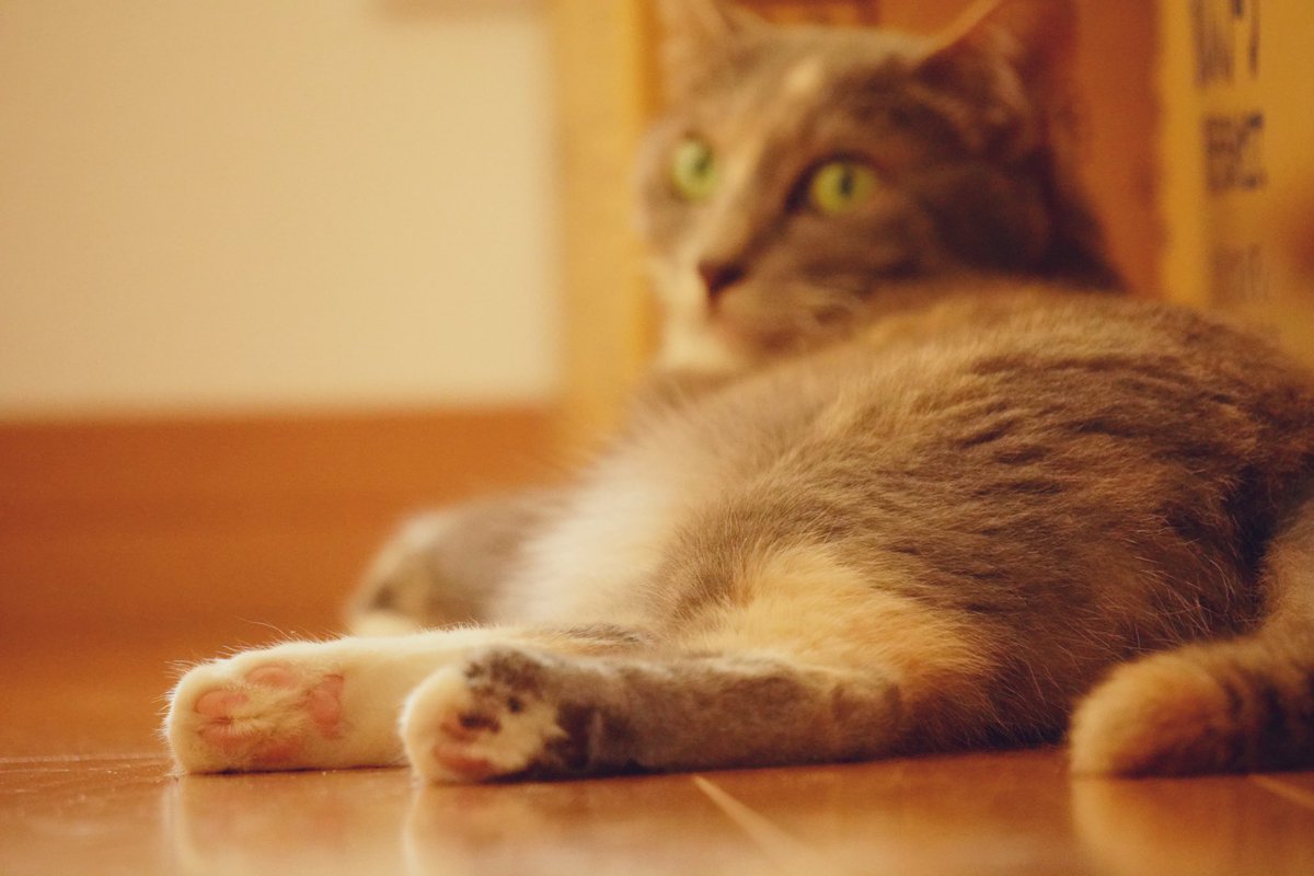children5275's tweet photo. 柔らか肉球
可愛い顔しちゃって

 #mnc_cats https://t.co/O70Ar51vZq