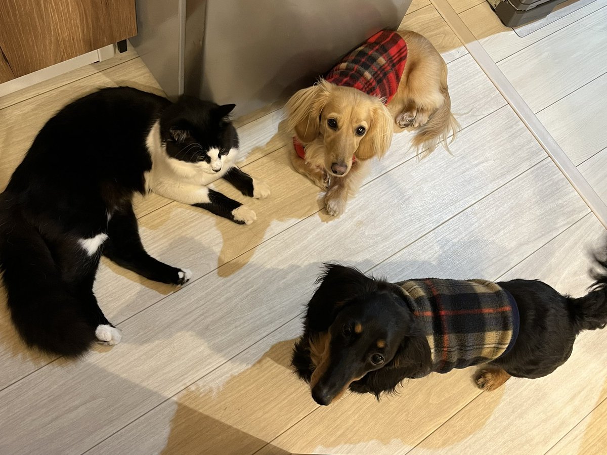 はちぷくおれお tweet media