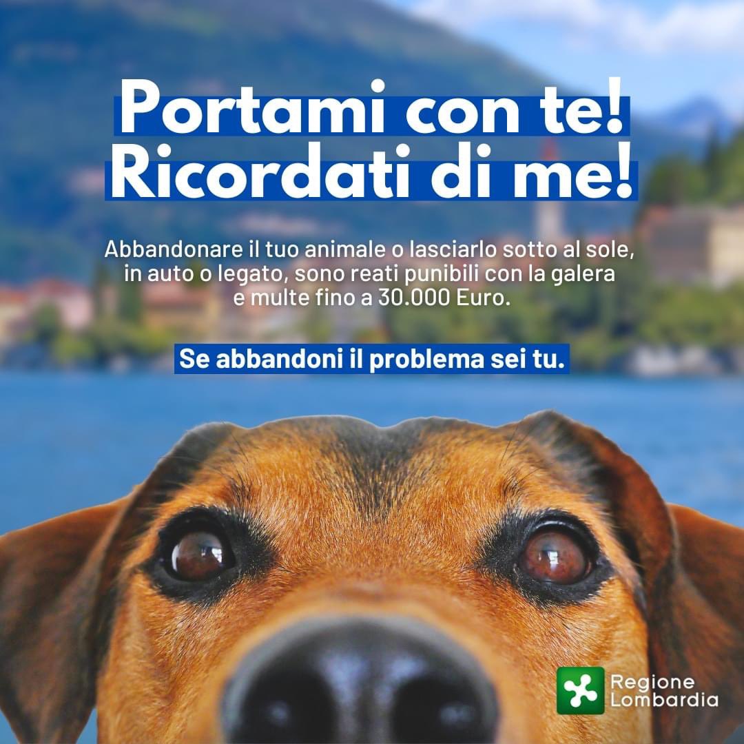 Abbandonare un animale domestico o metterlo in pericolo è un reato penale. Sono d’accordo con il Ministro Salvini che ha proposto il ritiro della patente per chi abbandona gli animali in strada. Fermiamo insieme questo fenomeno. E ricorda: se abbandoni il problema sei tu!