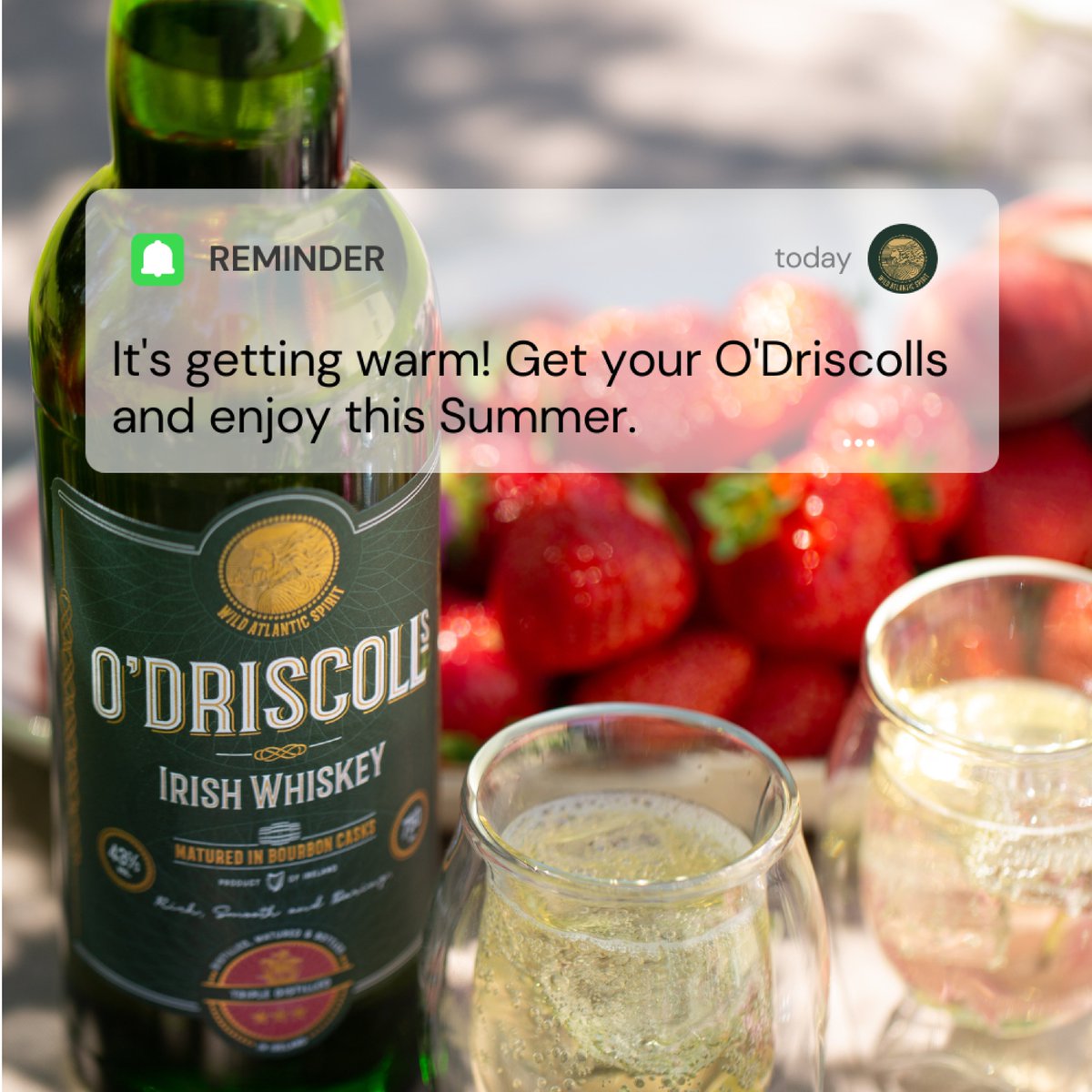 Summer too hot to handle? Enjoy sipping an O'Driscolls with a gingerale on the rocks in the shade. Cheers! 🇮🇪 🥃🏴‍☠️ 🖱Visit: odriscollsirishwhiskey.com #odriscollsirishwhiskey #odriscollsclan #irishwhiskey #whiskeylovers #ireland