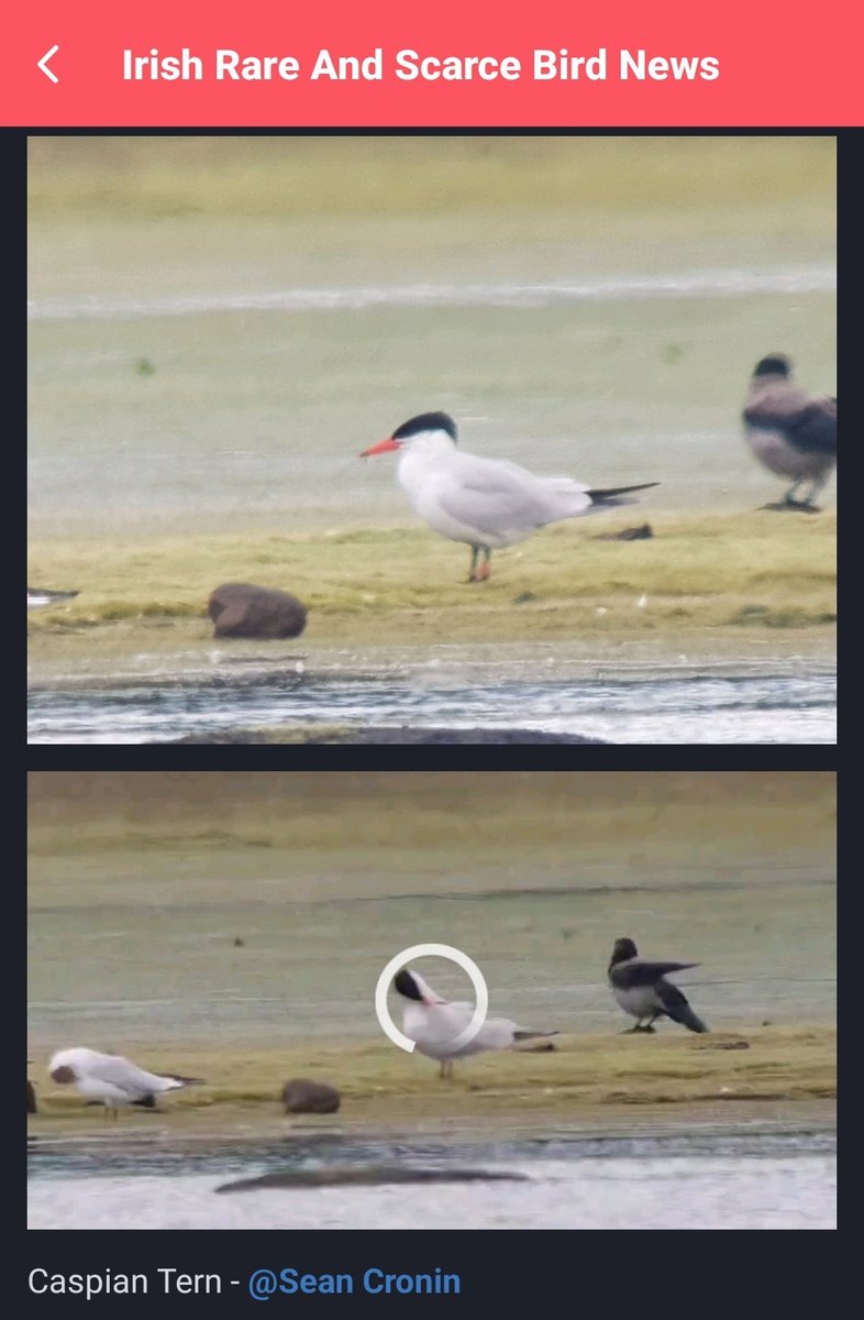 Helsinki Birder tweet media