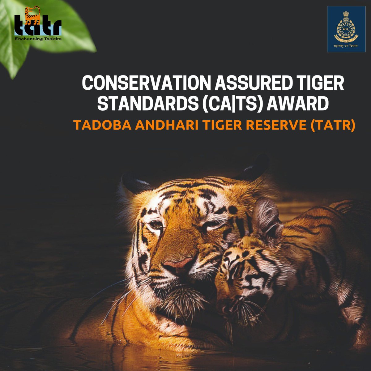 mytadoba's tweet photo. Thrilled to announce #TadobaAndhariTigerReserve accredited with  awarded #ConservationAssuredTigerStandard (CA|TS) for tiger conservation! Thanks to our team, partners, and communities for their support.#BiodiversityMatters #ConservationEfforts https://t.co/LvgPnm9z5V