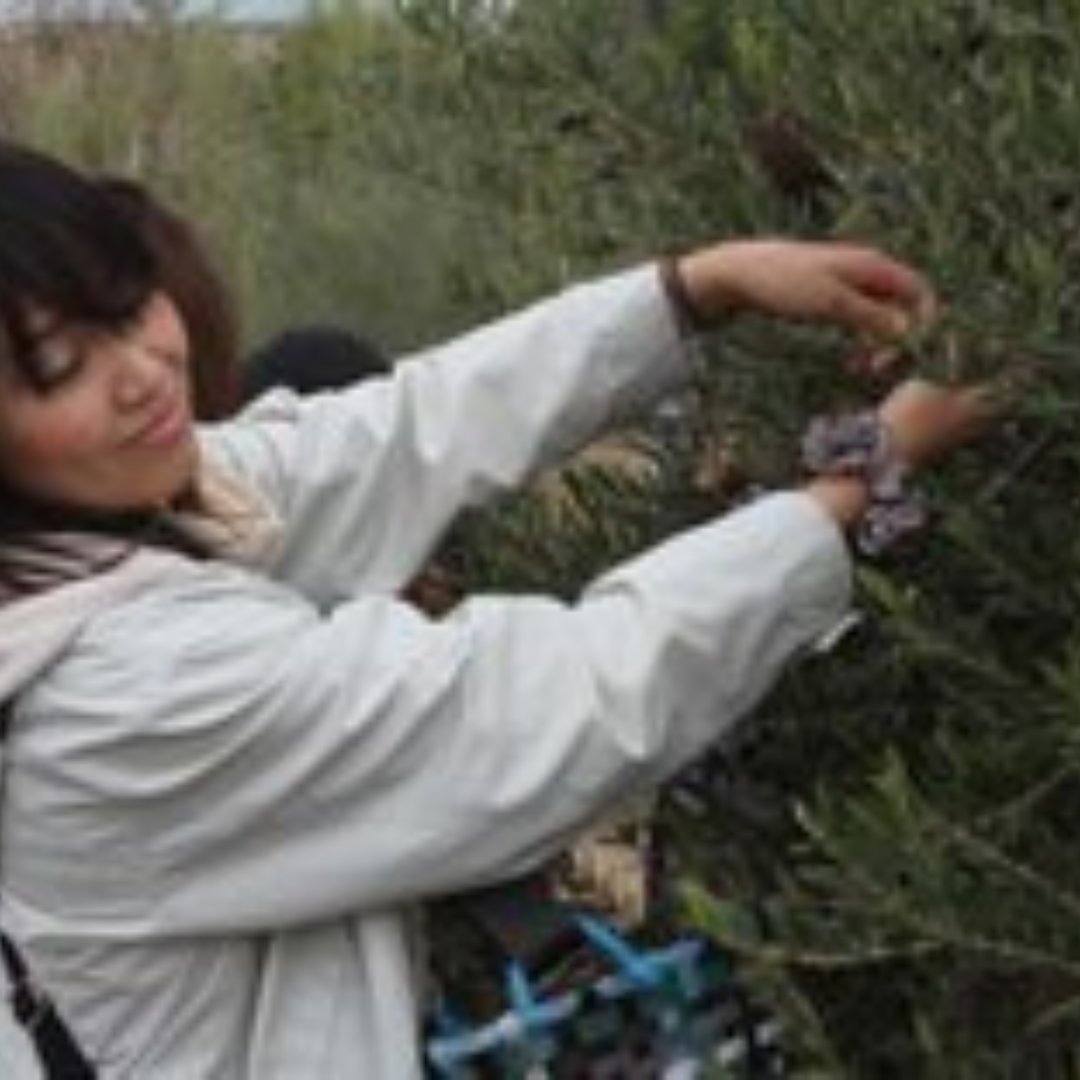 👉🏽 Desde mediados de octubre, comienza la campaña olivarera en Terra Oleum dirigida a los visitantes del Museo.

En nuestro bosque de olivos podrás seleccionar frutos de diferentes cultivares andaluces y especialmente de la variedad Picual característica de la provincia de Jaén.