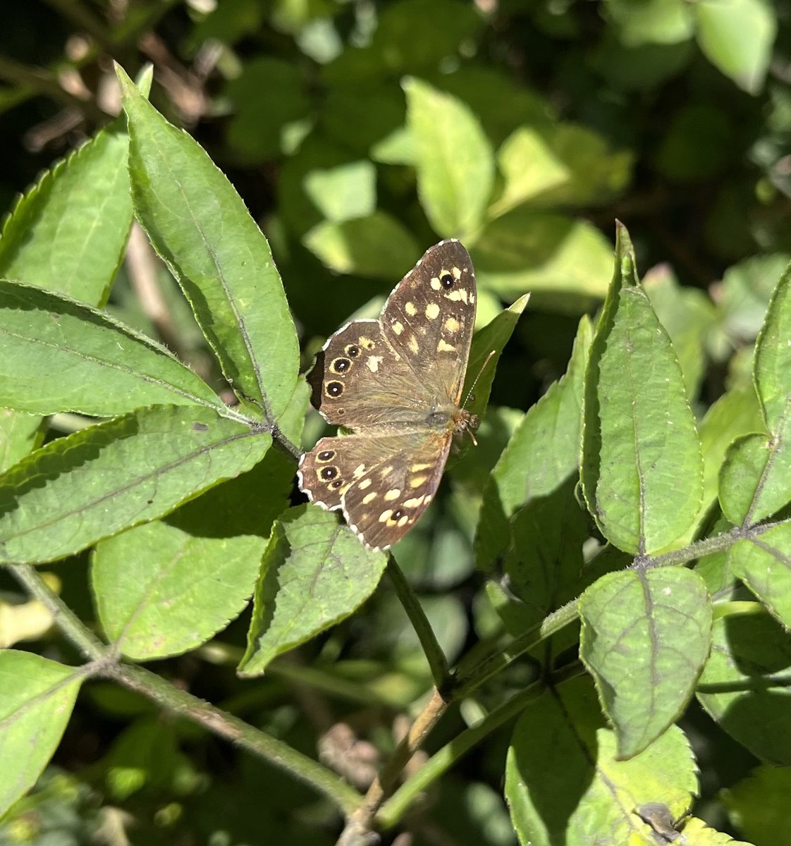 Speckled Wood Finally managed to capture this gorgeous #butterfly species. Possibly my favourite along with the ringlet. 🦋 1 week left to do your @savebutterflies #BigButterflyCount. #NatureBeauty #NaturePhotograph #Nature #Butterflies