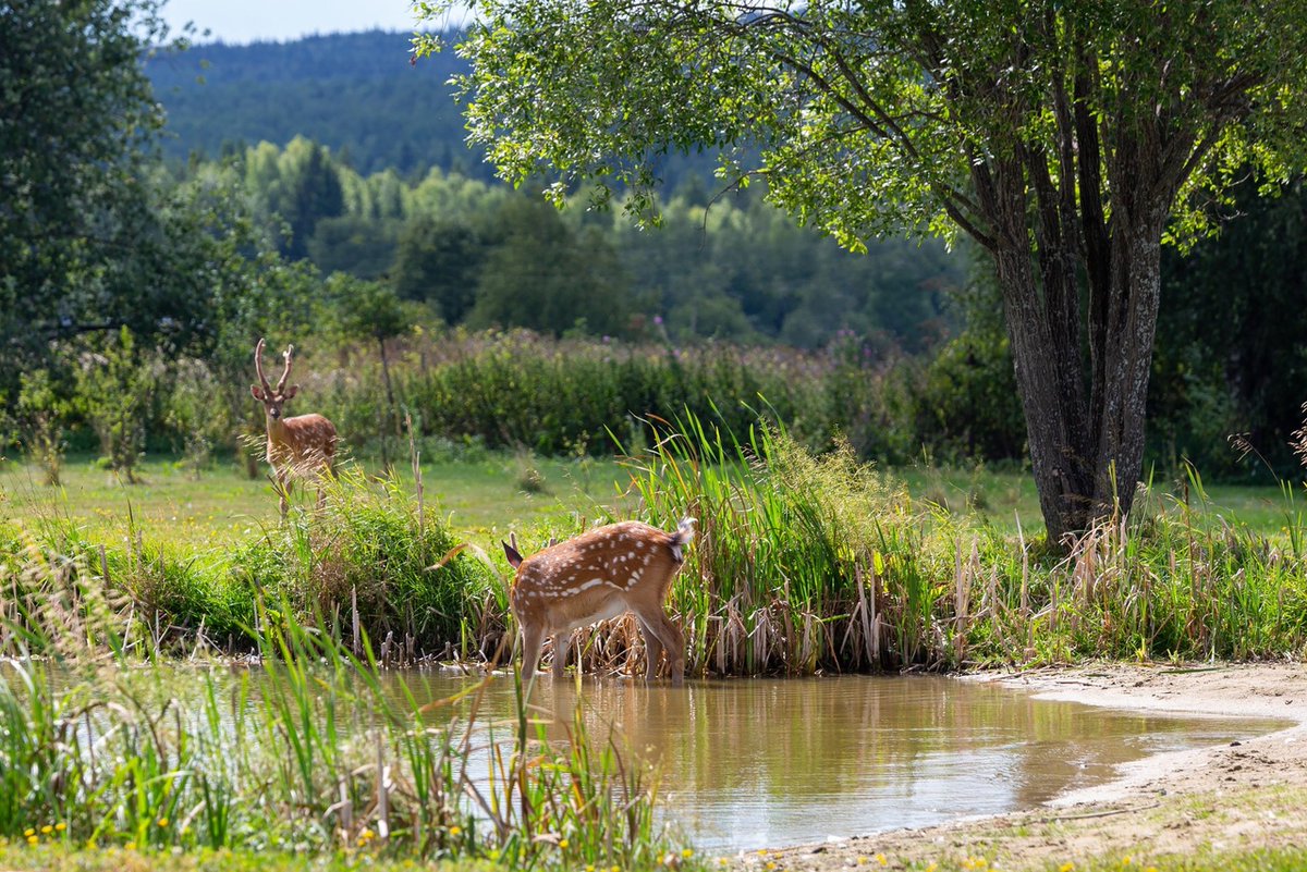 Пятнистые олени на водопое. Природный парк «Аркуда», Свердловская область.

📷 Илья Гостюхин: rtraveler.ru/community/user…