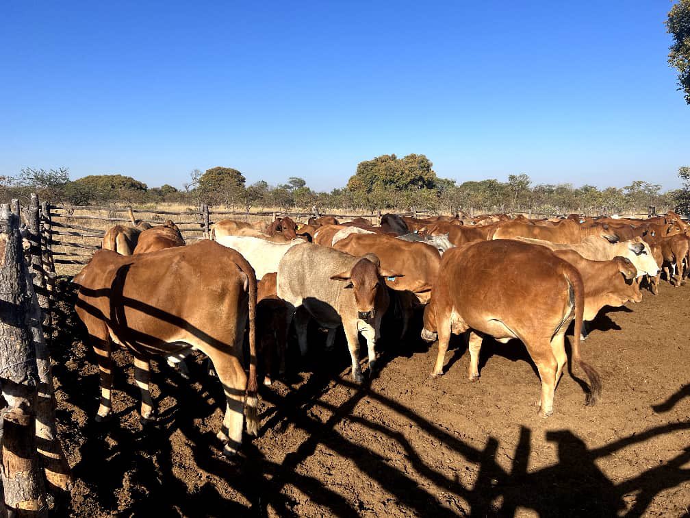 On offer 
30 Boran Cows with calves on foot

✔️Some are incalf, most are first and second time calvers 2019

Price: $960-$1250
Location: Beatrice, 5km from 52 turnoff. 20km peg from Furtherstone

Call/App: +263780004671
National Kraal