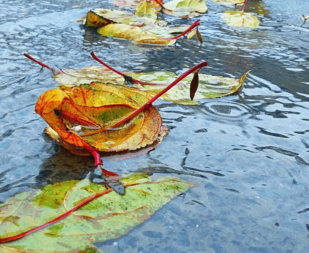 NFTdropart's tweet photo. #NFT #nftphotography #nftart #nftgallery #NFTCollection

Autumn's Tapestry: Leaves Unfurled
https://t.co/lvtHLiKD7X 0.02 ETH https://t.co/AWUmgu4V1H