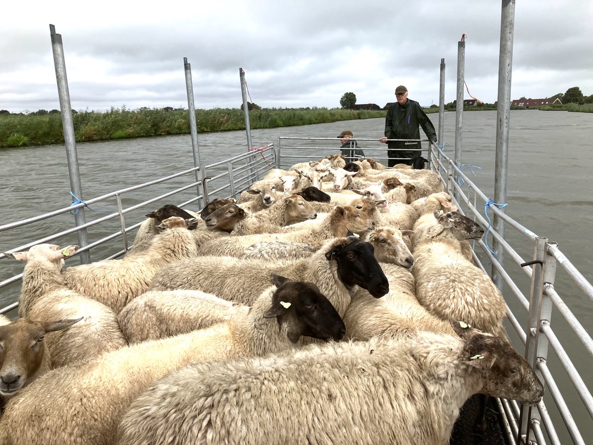 Een kudde heideschapen van de Belevenisboerderij maakt een boottochtje over de Boonervliet in Zuid-Holland. Vrijwilligers van Natuurmonumenten hebben ze overgezet naar Natuurmonument De Vlietlanden, in Midden Delfland. De kudde begraast een aantal hooilanden als beheermaatregel.