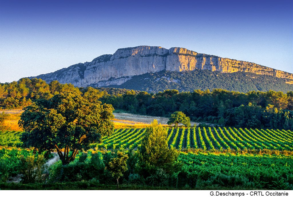 Occitanie's tweet photo. Une nouvelle étape pour les vins du Pic Saint-Loup 🍷
Les rouges et rosés du territoire décrochent la prestigieuse protection européenne #AOP !
Un label qui valorise la qualité des productions &amp; le savoir-faire de nos viticulteurs 👉 https://t.co/cFuOTwGUbH https://t.co/vammViWgXV
