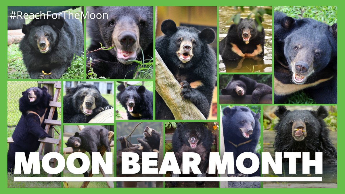 This month we're celebrating our 25th birthday! Support #MoonBearMonth by changing your profile picture and tell the world you're making change for the beautiful #moonbear! 🌙🐻animalsasia.org/intl/get-invol… #KindnessInAction #NoBearLeftBehind #MoonBearDay #ReachForTheMoon