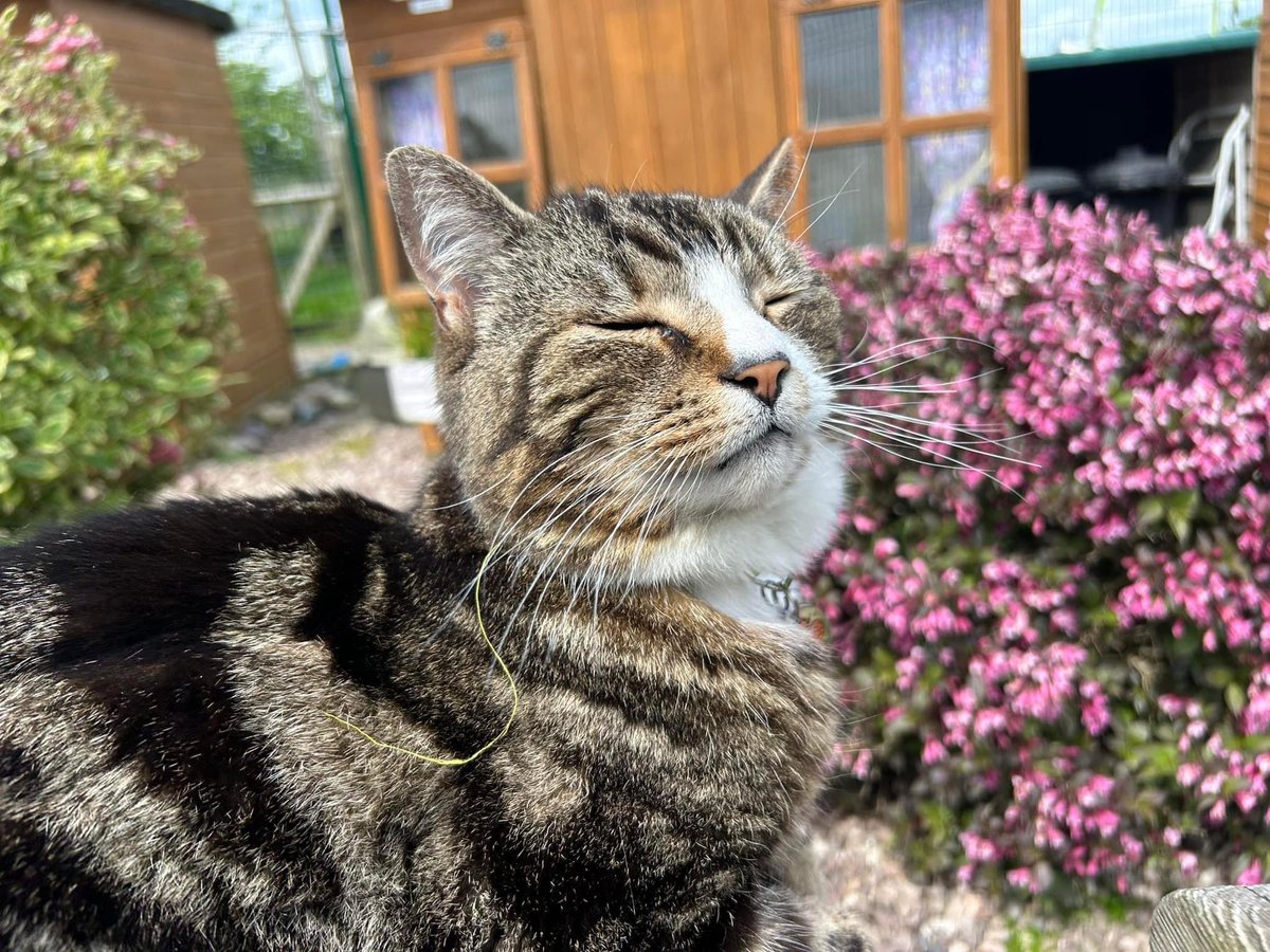 ShropsCatRescue's tweet photo. CAN YOU HELP ~ Oscar is a 14yr old healthy cat who came into the Village but has since started bullying other residents.  He is full of cuddles &amp; just want to be an only cat in a home of his own. If interested pls complete a form for him or other cats 🤞🙏 https://t.co/o4G5upF1pp https://t.co/8R5Wbxmw1P