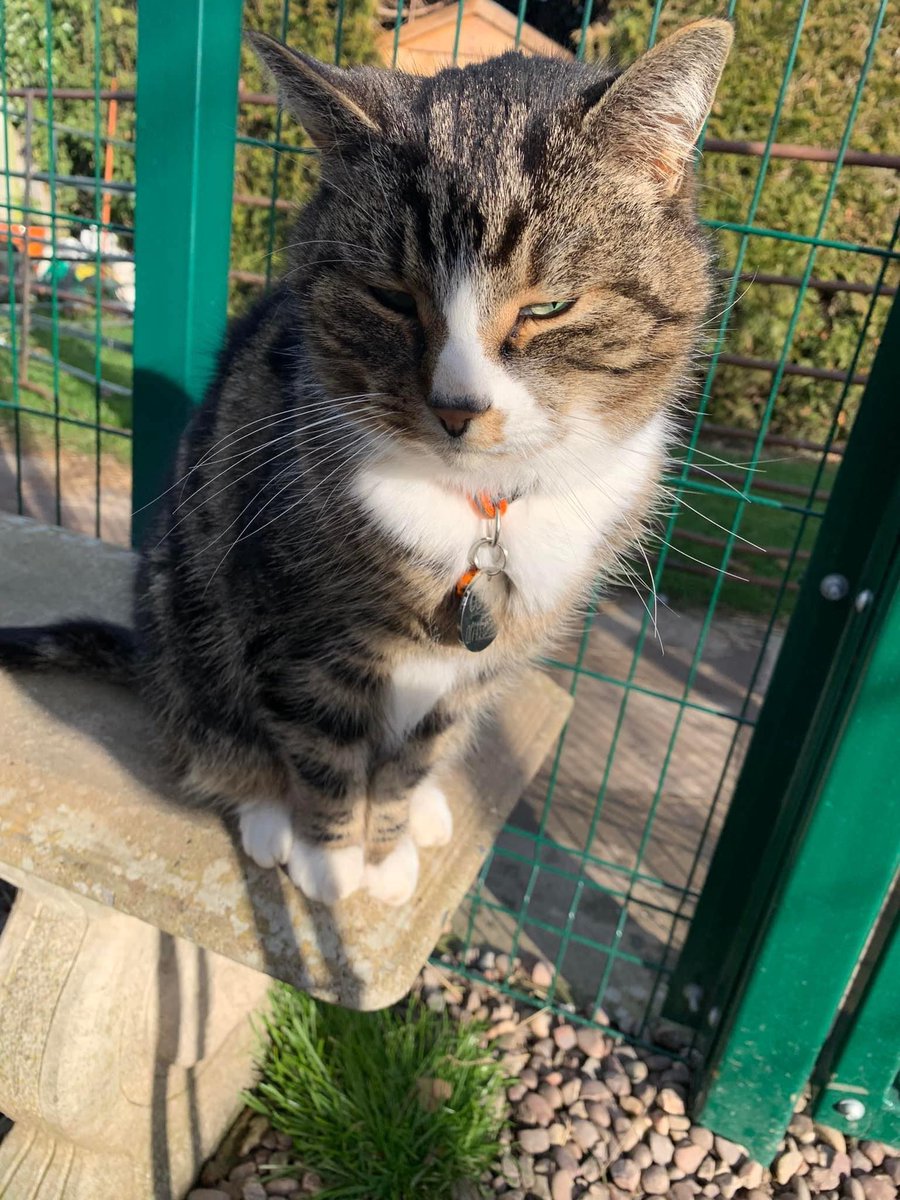 ShropsCatRescue's tweet photo. CAN YOU HELP ~ Oscar is a 14yr old healthy cat who came into the Village but has since started bullying other residents.  He is full of cuddles &amp; just want to be an only cat in a home of his own. If interested pls complete a form for him or other cats 🤞🙏 https://t.co/o4G5upF1pp https://t.co/8R5Wbxmw1P