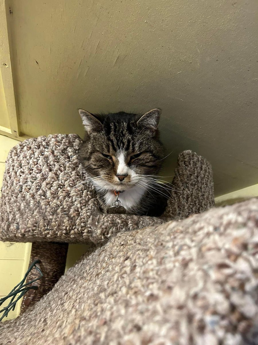 ShropsCatRescue's tweet photo. CAN YOU HELP ~ Oscar is a 14yr old healthy cat who came into the Village but has since started bullying other residents.  He is full of cuddles &amp; just want to be an only cat in a home of his own. If interested pls complete a form for him or other cats 🤞🙏 https://t.co/o4G5upF1pp https://t.co/8R5Wbxmw1P