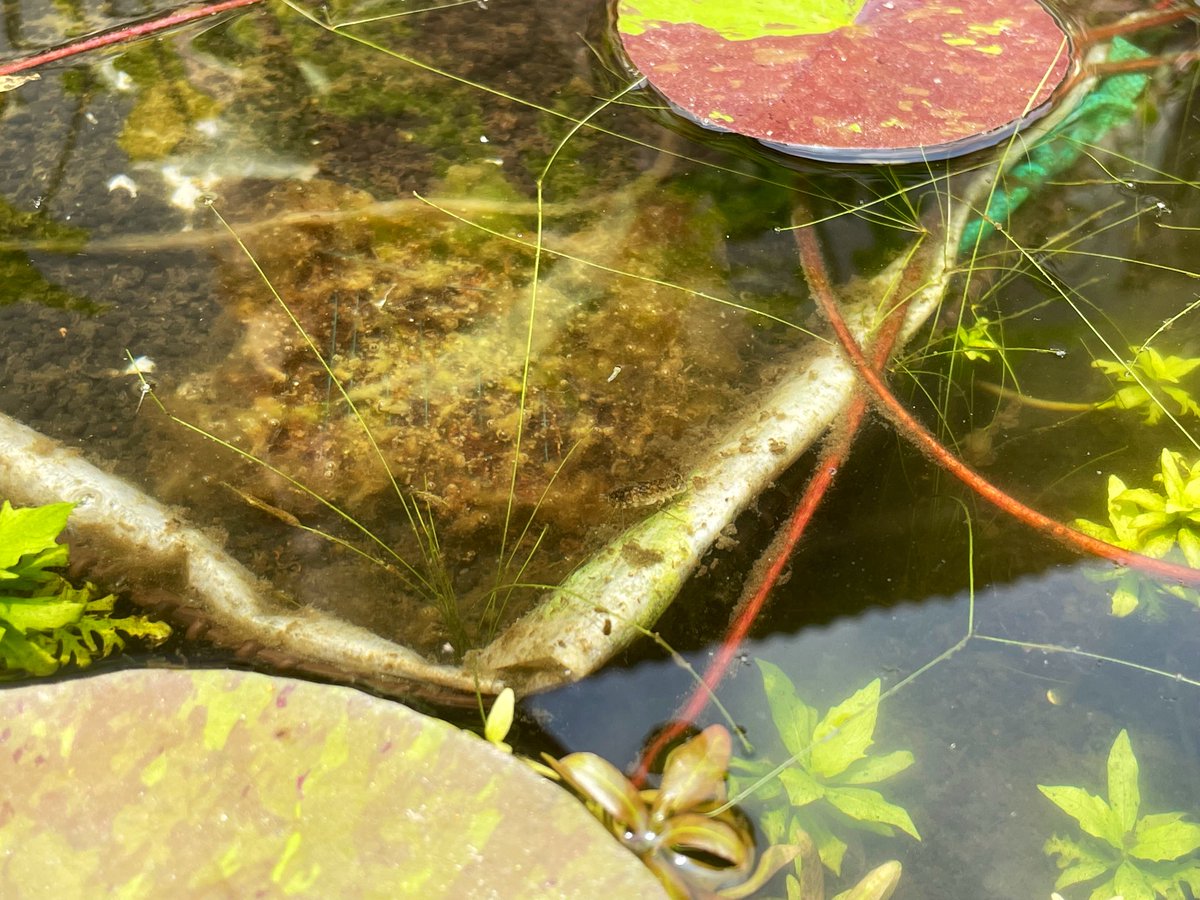 CanisPariah's tweet photo. Happy #TitliTuesday !

Look at the brilliant camouflage exhibited by this “#dragonfly”. Can you spot one ??? 

#IndiAves #Waterlily #ContainerPond https://t.co/zRa4nHHTdL