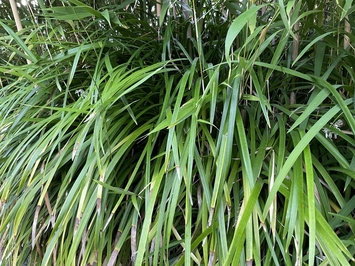 KNPEHEHKO___B's tweet image. 綺麗に隠してるなぁ（スピーカー）

#Refresh2023