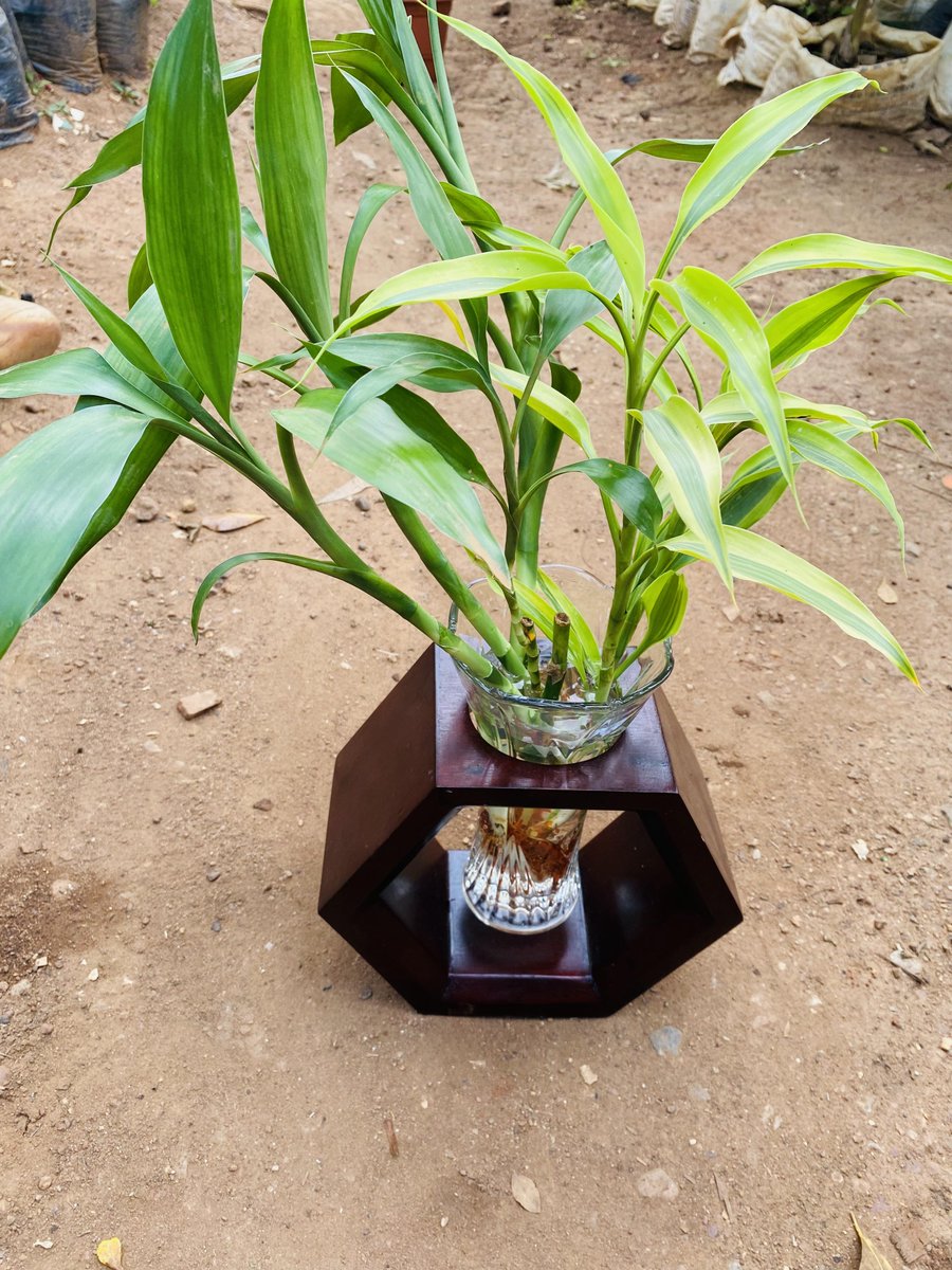 ugplants's tweet photo. 🌿🖼️ Tuesday Hot Deal Alert! 🌡️🔥 Elevate your space with our stunning Dracena in Water Plant Art, now on sale for just 150k UGX! 🎨💧 Embrace the beauty of nature captured in this living masterpiece. 🏡💚 Tap the link to grab this exclusive offer: https://t.co/hvjUuSwl4L #UOT🌱 https://t.co/o1Glx0sIL6