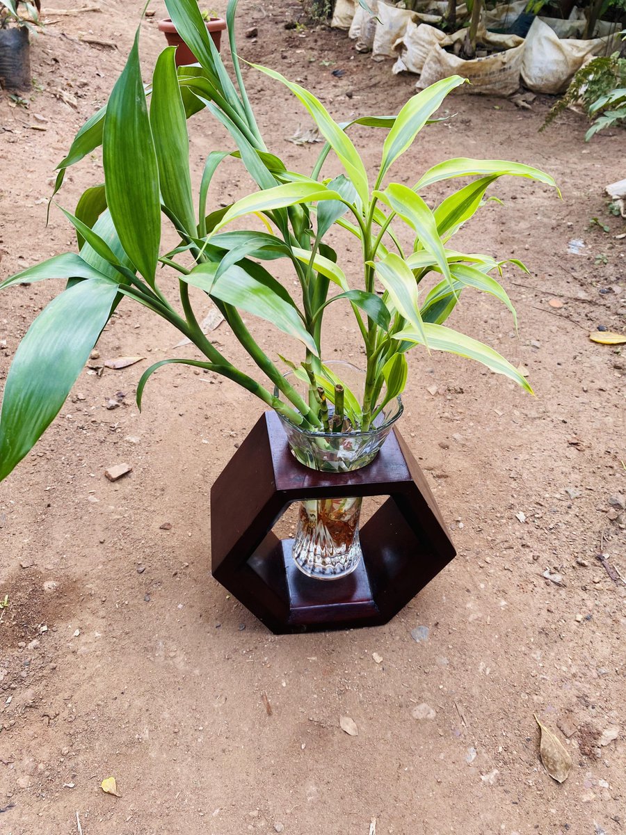 ugplants's tweet photo. 🌿🖼️ Tuesday Hot Deal Alert! 🌡️🔥 Elevate your space with our stunning Dracena in Water Plant Art, now on sale for just 150k UGX! 🎨💧 Embrace the beauty of nature captured in this living masterpiece. 🏡💚 Tap the link to grab this exclusive offer: https://t.co/hvjUuSwl4L #UOT🌱 https://t.co/o1Glx0sIL6