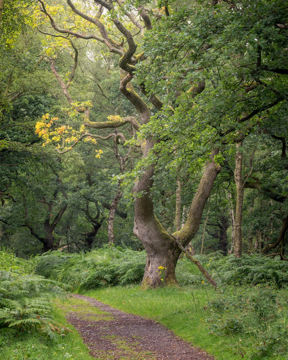 Daron linney tweet media