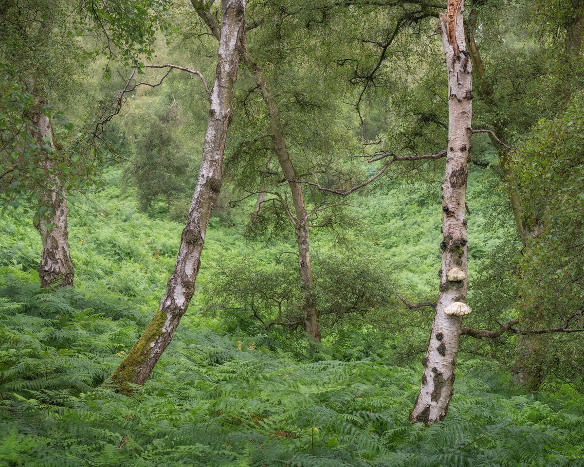 Daron linney tweet media