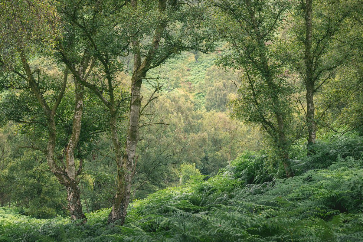 Daron linney tweet media