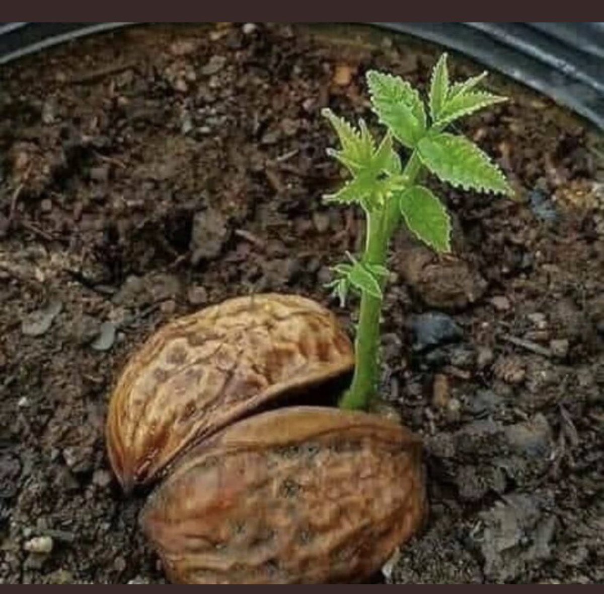 HergunYeniBilg's tweet photo. Kuş sesi duymak istiyorsan kafes alma, ağaç dik. 🌲🌳
Var mısınız bu sloganı paylaşmaya. 
Doğayı sev yeşili koru..🌿🍀https://t.co/ifdjA6NaHi