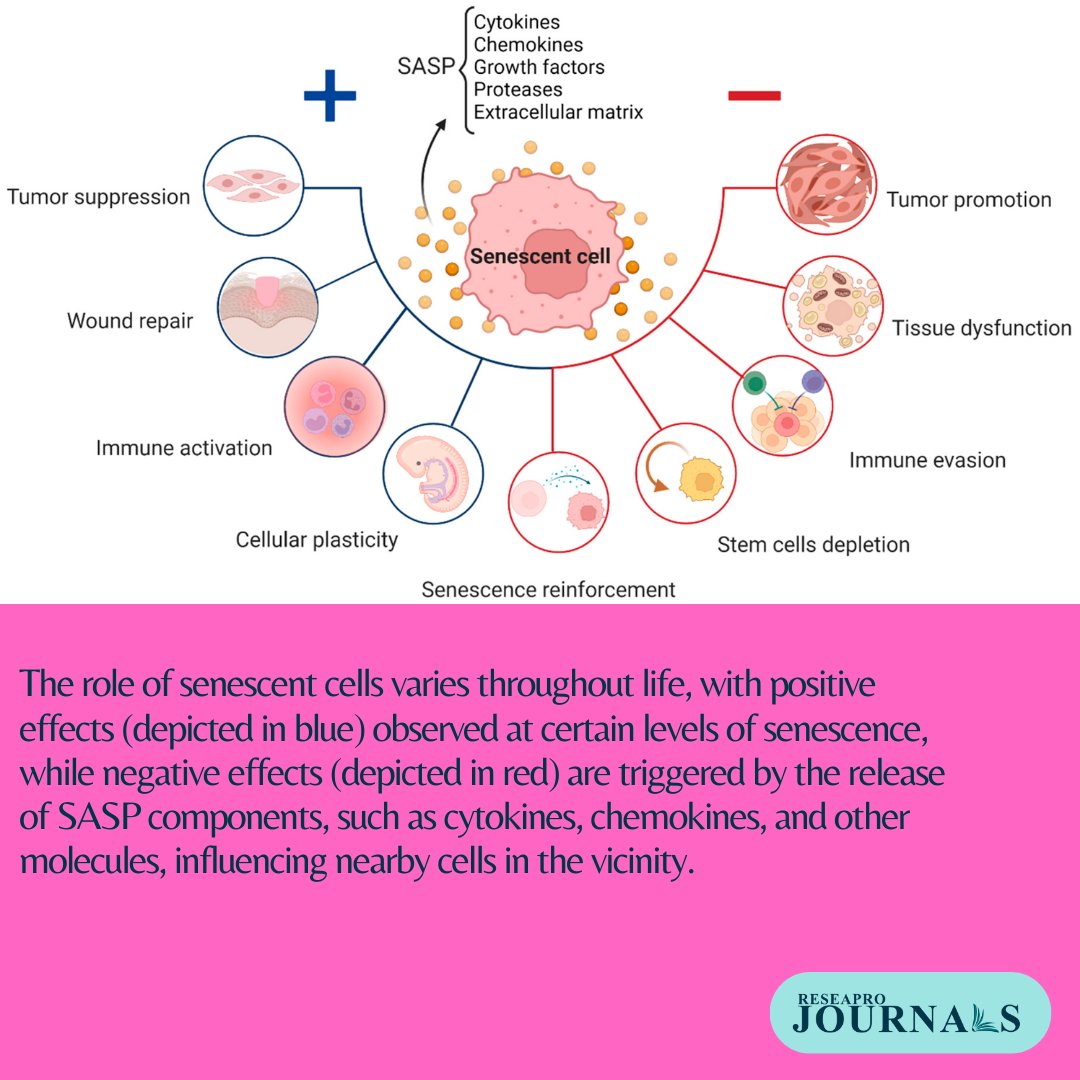 ReseaproCBDS's tweet photo. New therapeutic avenues for combating aging and age-related diseases using senescent cells.

#SenescentCells #Aging #AgeRelatedPathologies #TherapeuticApproaches #AntiAgingResearch https://t.co/Hek7Yjdwmr