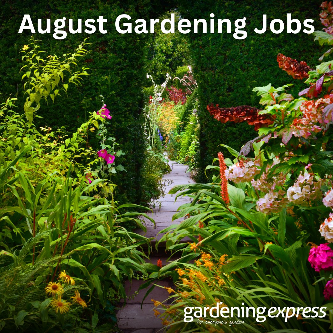 Happy August, everyone! 
Today marks the first day of the harvest season – the perfect time to get on top of your gardening to-dos! Our new August gardening tasks post is now live. 
Read now: help.gardeningexpress.co.uk/knowledge-base…

#GardeningTips #GardeningExpress #GardenTasks #August #ToDoList