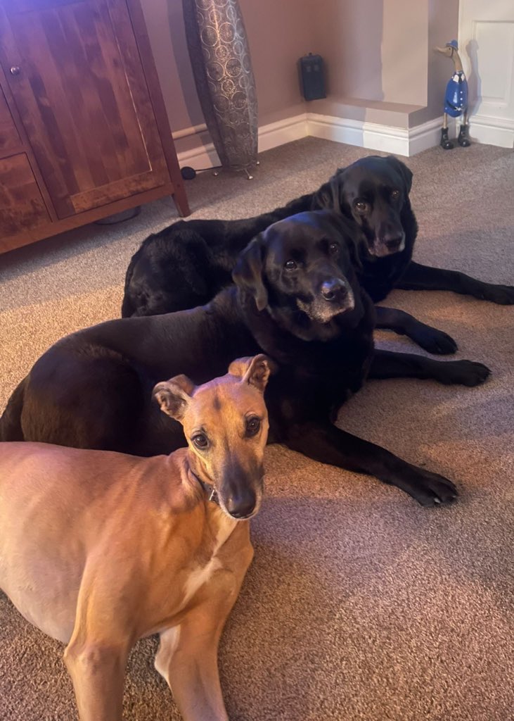 samsparkes999's tweet photo. Max & Oscar are 11!! (photo bombed by Harvey as he hates missing out ๐)
The boys are now older gents, but still behave like theyโre puppies ๐๐๐พ๐
#BirthdayDogs๐พ https://t.co/nQDnvLBvcC