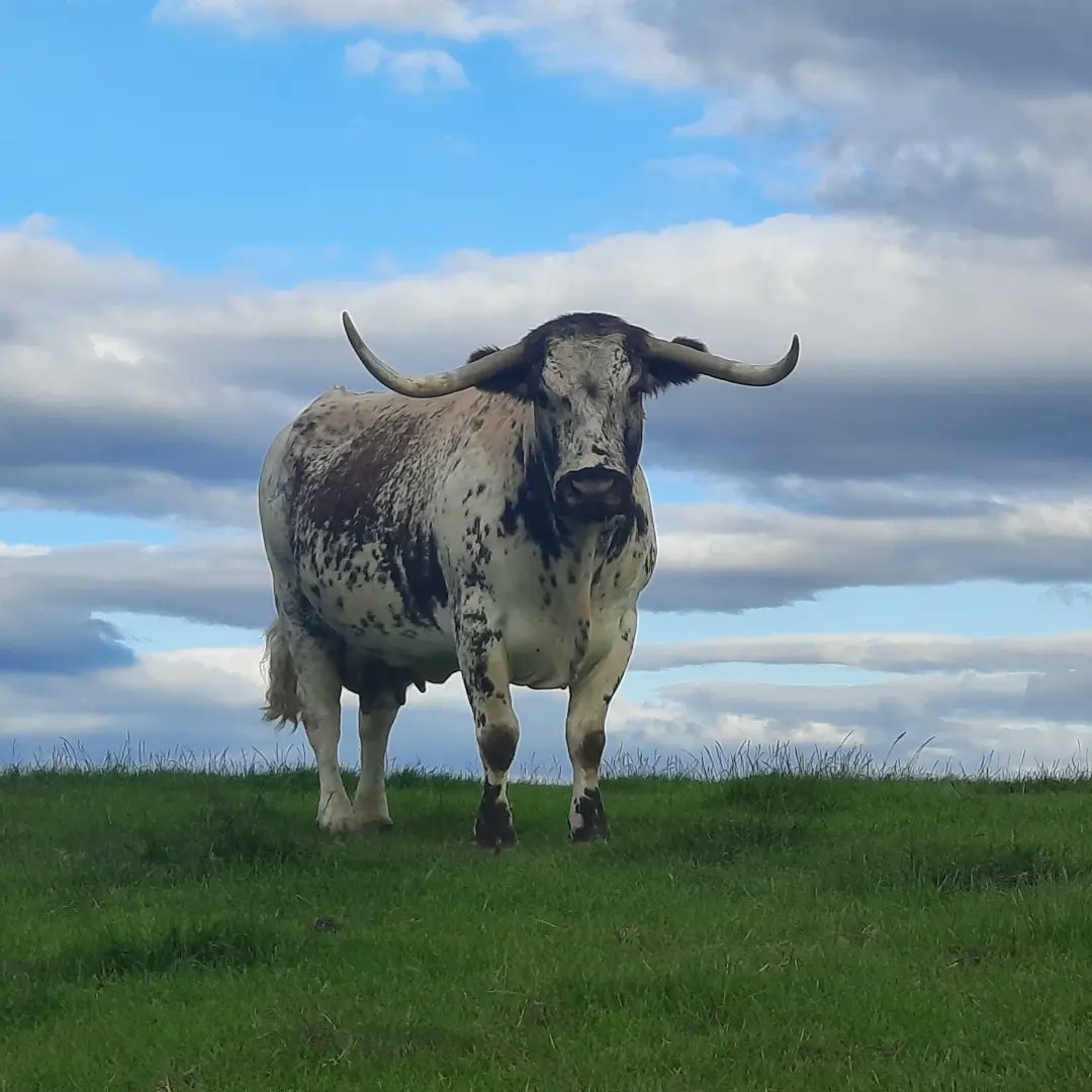 Gorgeous cows (as always) and stunning skies this 1st August morning. #organicfarming #longhorncattle #Shrewsbury