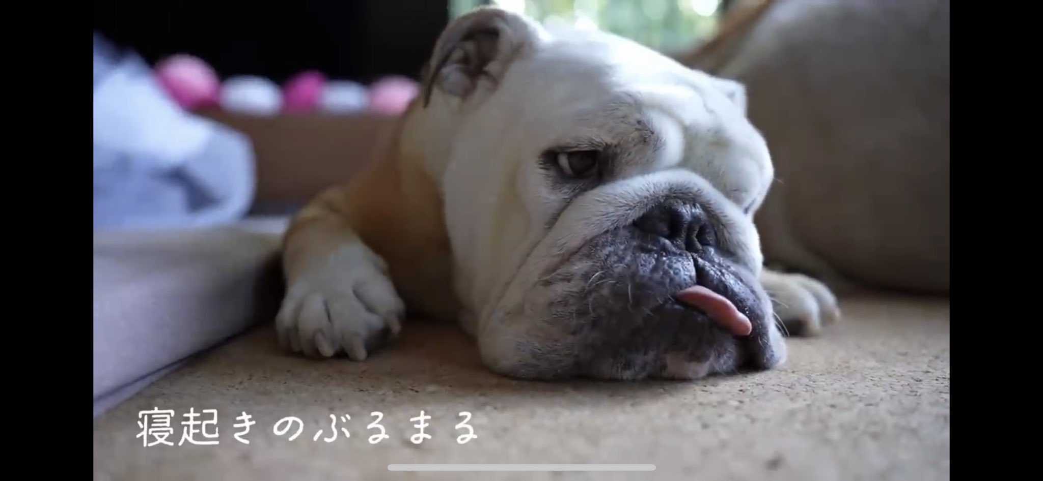 ぶるまるチャンネル - Search / X