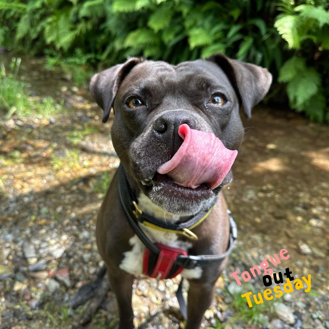 DT_Ilfracombe's tweet photo. BEA with a very impressive #TongueOutTuesday @DogsTrust #Ilfracombe ๐ She is an adorable and clever 3-year-old #BoxerCross ๐ถ Looking for a home. ๐ก https://t.co/7IRIWeTDob #ADogIsForLife #AdoptMe #RescueDog #Rehome #LoveDogs #AdoptARescue https://t.co/va4ZADdxln