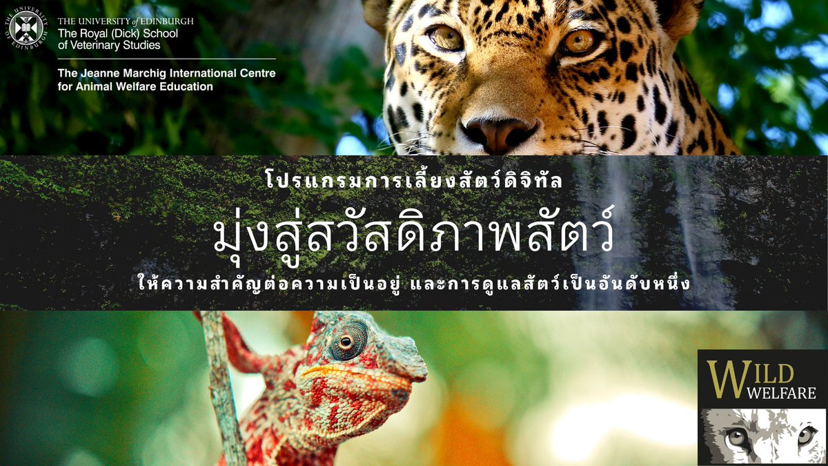 Our #AnimalWelfare e-learning programme has been launched today in Thai!

ค้นพบข้อมูลเพิ่มเติมเกี่ยวกับสวัสดิภาพสัตว์ในที่กักขังผ่านหลักสูตรที่เข้าถึงได้ฟรีนี้

wildwelfare.org/animal-welfare…