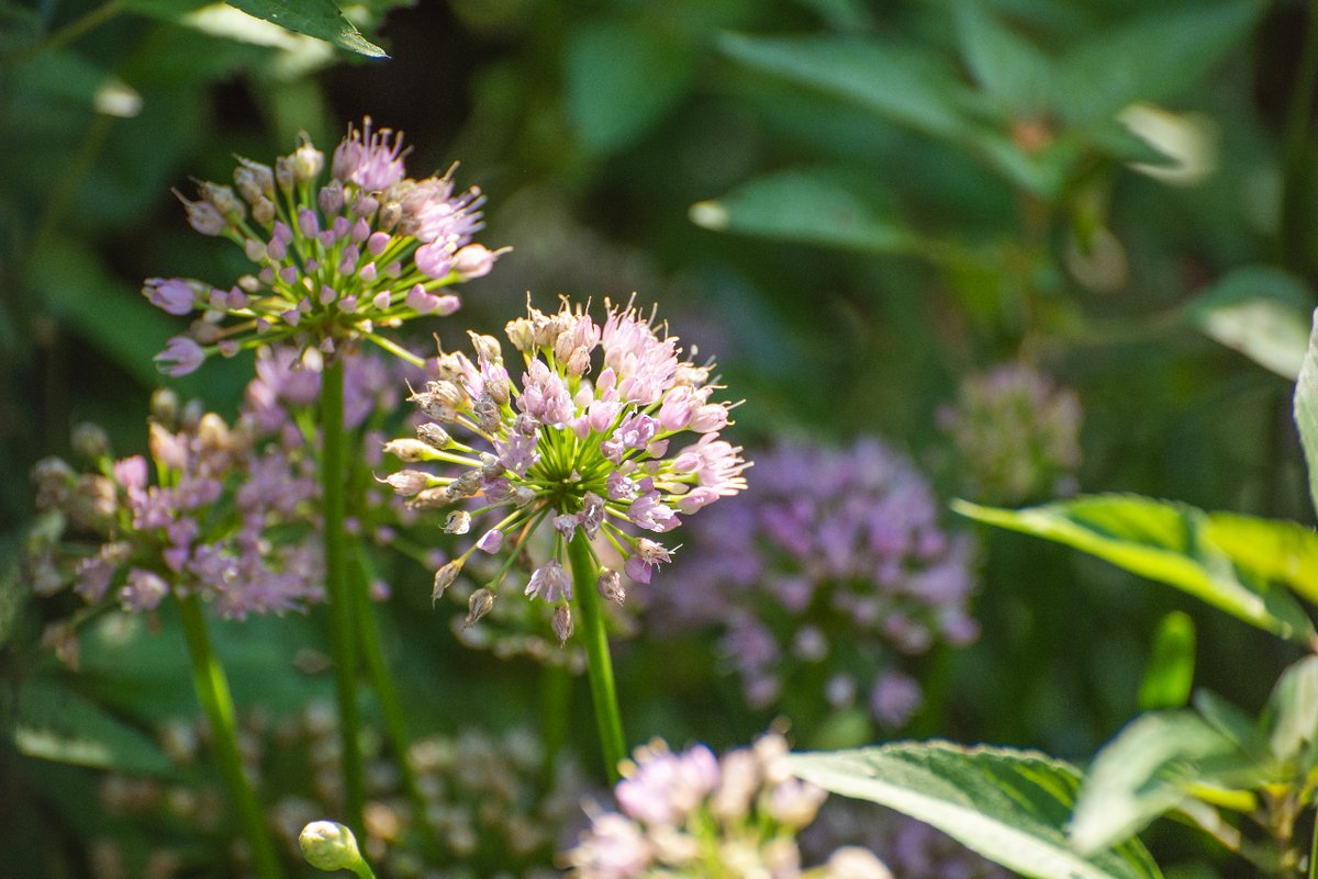 CaspianHGroup's tweet photo. Liven up your home and garden! Flowers and ornamental plants help increase levels of positive energy, and help people feel secure, relaxed, and less stressed

#lawn #home #landscaping #atlanta #outdoorliving #wow #backyardgoals #naturelovers #transformation #gardening #flowers https://t.co/TSpV9jMUb0