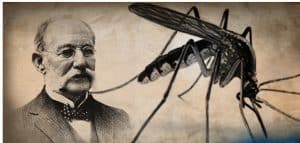 El 01/08/1900 el médico cubano hace público su descubrimiento sobre el mosquito transmisor de la fiebre amarilla, el Aedes aegypti