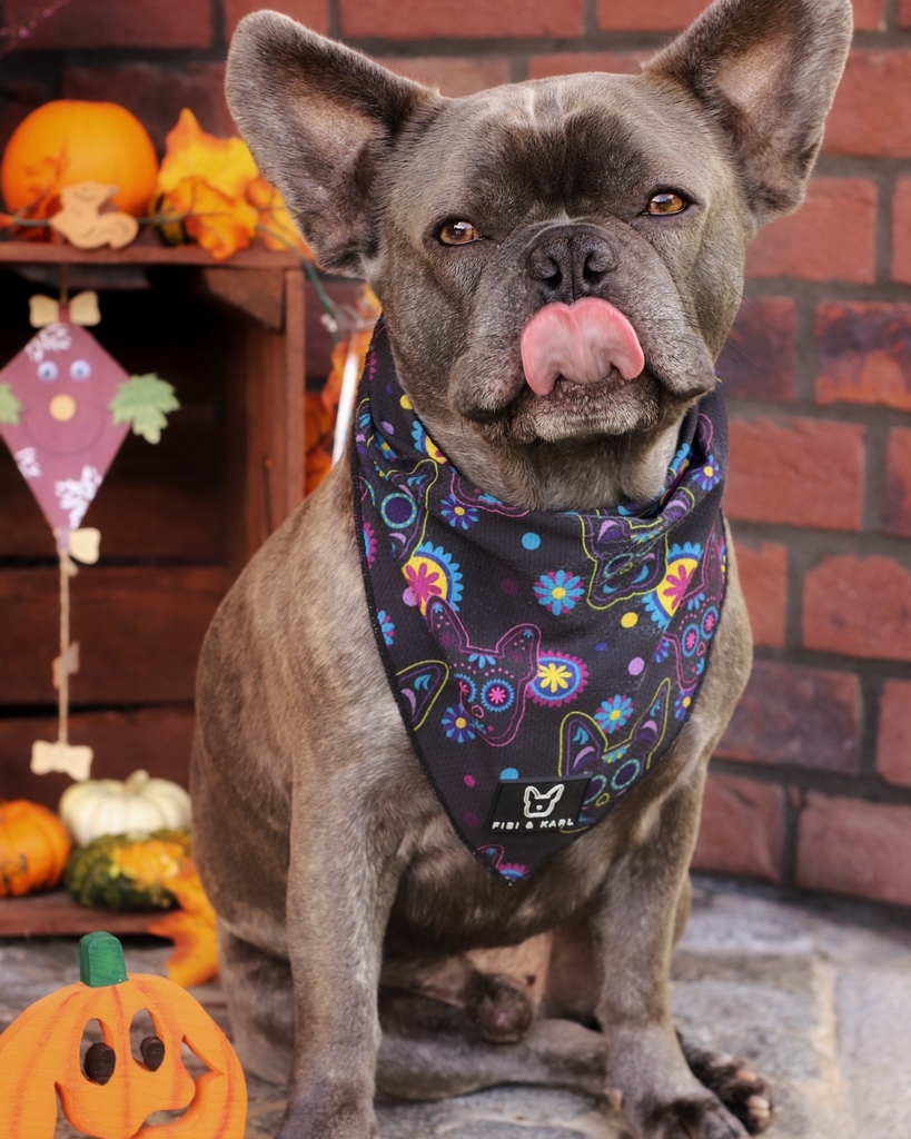 fibi_karl's tweet photo. Happy Tongue Out Tuesday mit Emio im perfekten Look bei diesem Wetter 🌧️🌥️👻 sichert euch also am besten jetzt schon das Dia de los muertos Halstuch zum reduzierten Preis. Alle Halstücher gibt es bei uns im Shop für nur je 5€ 🤩 #fibikarl https://t.co/lyPLtQfJ66