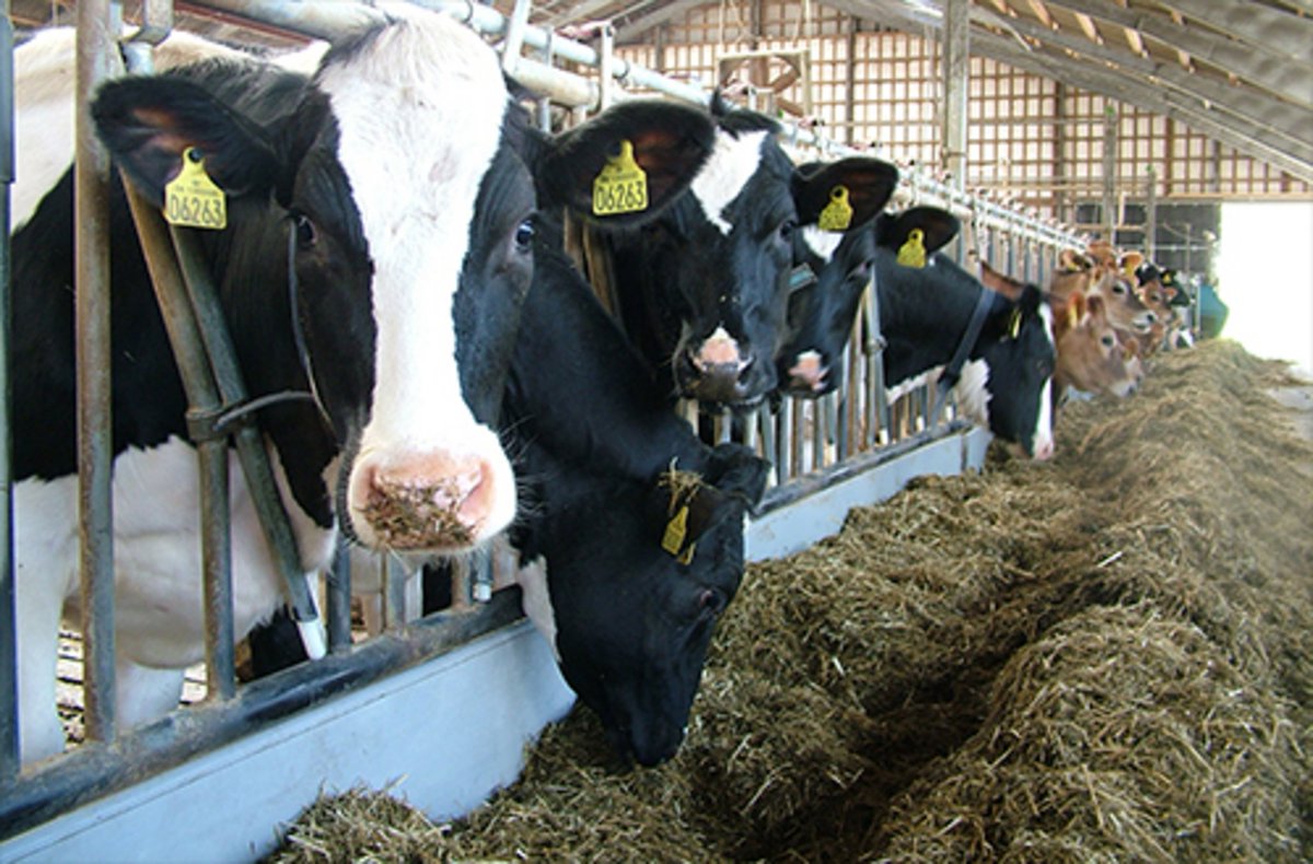 A position as Associate professor in biomarkers for physiological status and diseases is now available. An opportunity to teach and supervise students, and work with analytical methods for new biomarkers for use in diagnostics and management. lnkd.in/ead8YeTm

#livestock