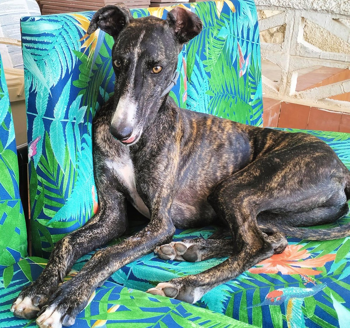 yomismo888's tweet photo. Este galguito tan bonito de un año de edad y súper cariñoso busca familia . Podéis ayudarle: 
1.- adoptándole
2.- difundiendo
Vosotros elegís 
Sano, chipado, vacunas al día y con su pasaporte preparado para salir corriendo.670373930 https://t.co/cDSBXzZBIK