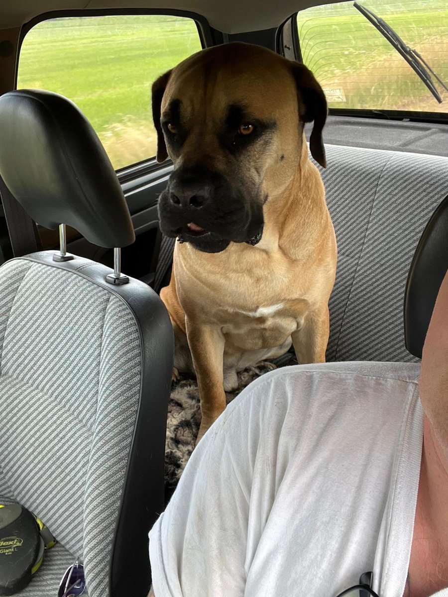 Moos, Pacho & Herman tweet media