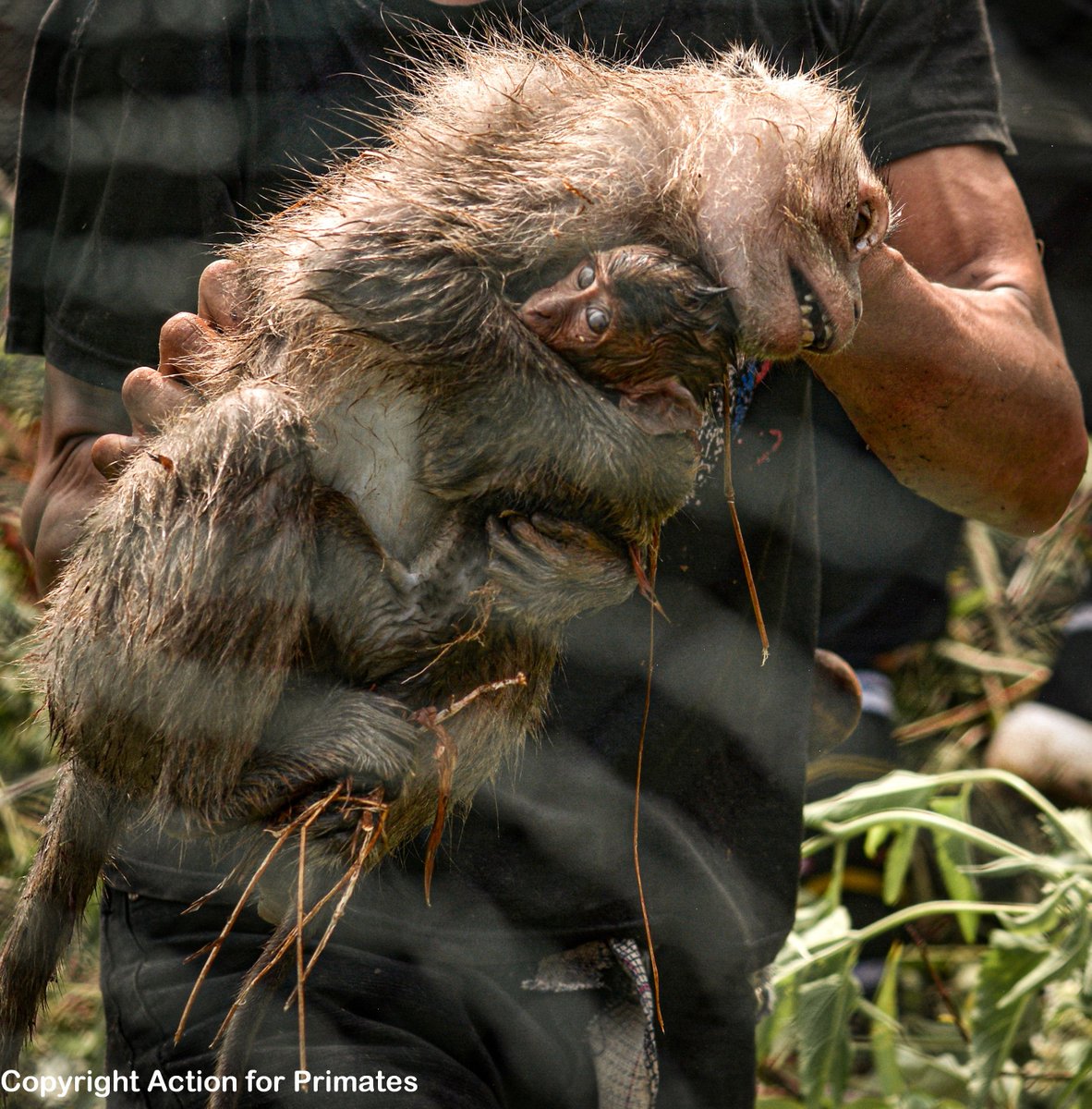 Action4Primates's tweet photo. USA imported hundreds of wild-caught #monkeys from Indonesia for labs in 2022. @Action4Primates previously revealed brutality & inhumanity inflicted upon #longtailedmacaques during capture in #Indonesia. Please help: https://t.co/HqBIJLYFj3
#ProtectPrimates https://t.co/0iKMi4busI