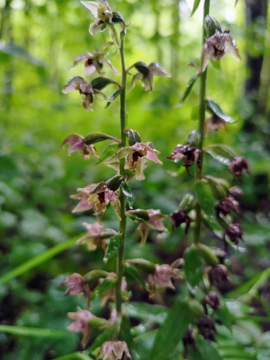MandyTracey14's tweet photo. Delighted to find Helleborines growing @castletownOPW #orchids #Irishwildflowers https://t.co/4d2bOrNiau
