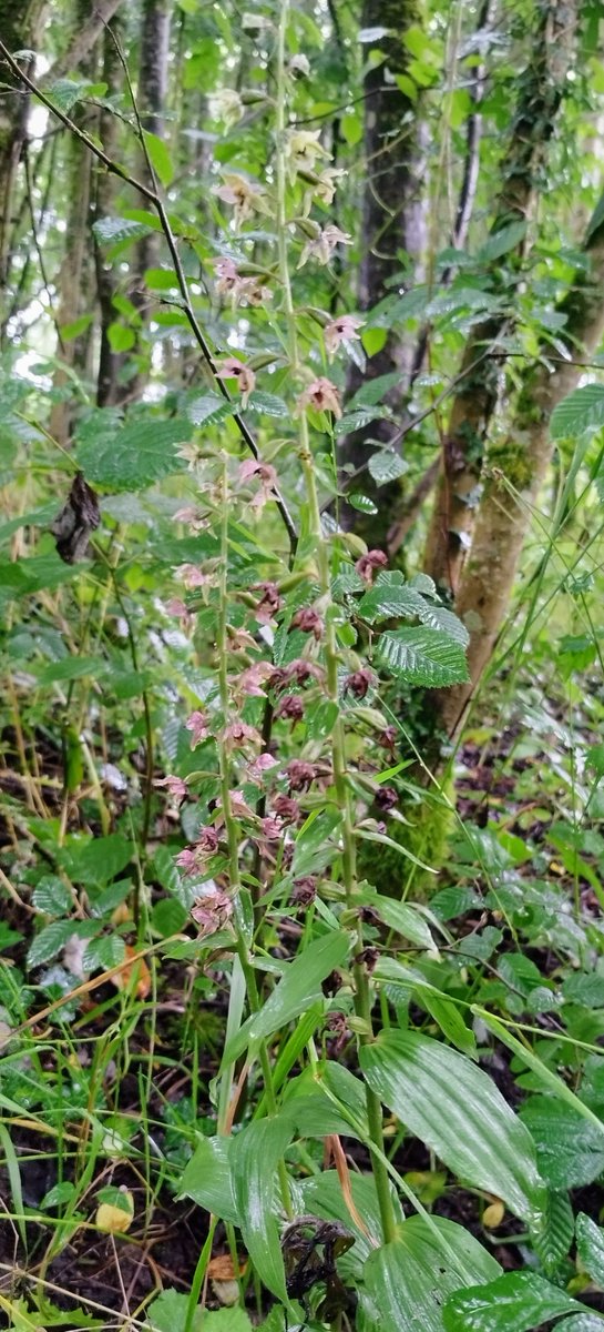 MandyTracey14's tweet photo. Delighted to find Helleborines growing @castletownOPW #orchids #Irishwildflowers https://t.co/4d2bOrNiau