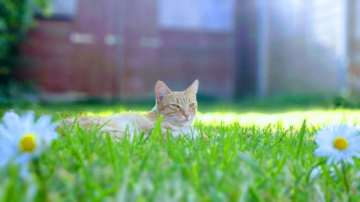 Votre chat en été : tout ce que vous devez savoir caremitou.com/sante/votre-ch…
#chat #cat