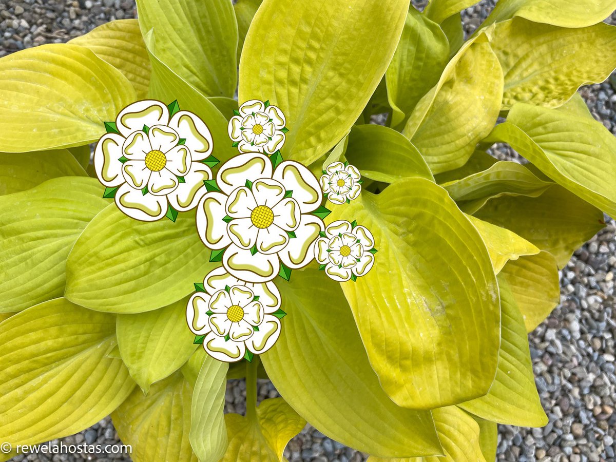 johnplant60's tweet photo. We have cultivated a very special Hosta to celebrate YORKSHIRE DAY 2023. This is our "Hosta Yorkshire Tidings" Leaves emerge chartreuse and gradually become gold coloured as the season progresses, helping with sun tolerance. Our nursery in "Gods own Country" Happy Yorkshire Day. https://t.co/7VOAIf5G4Q
