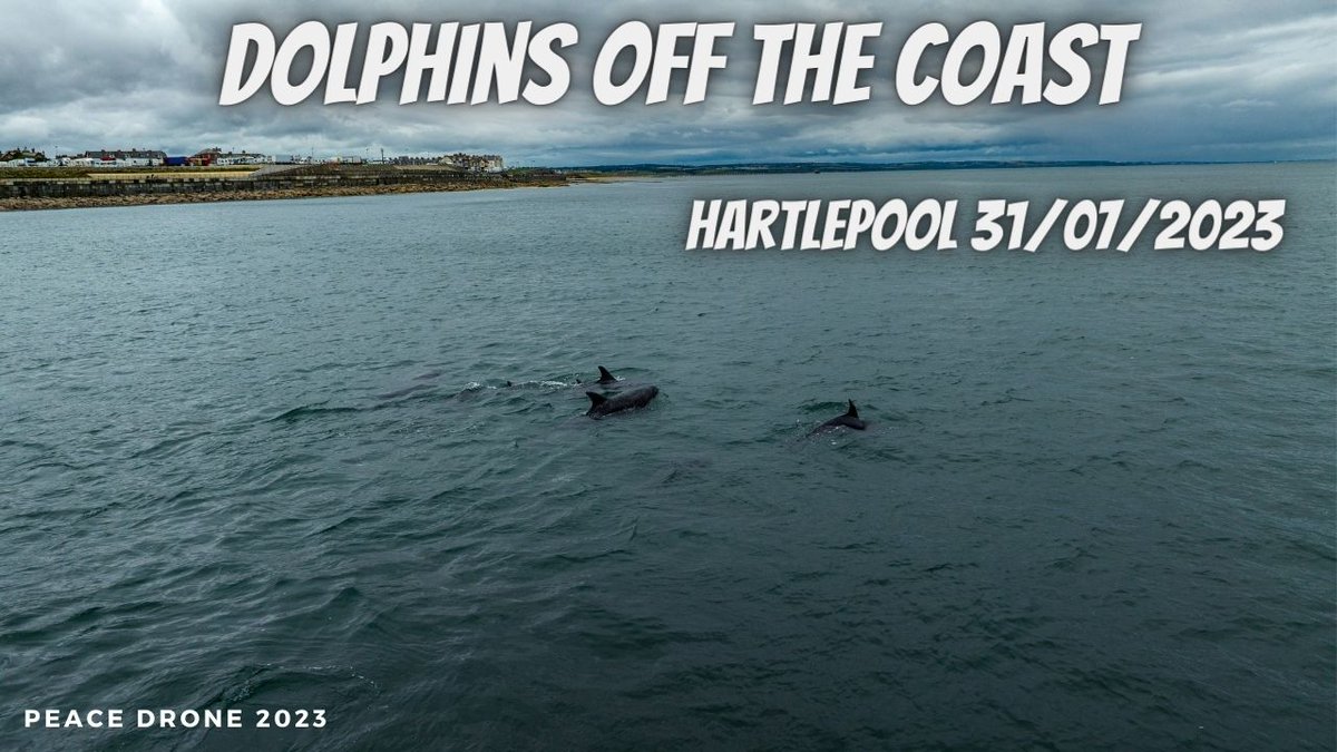 LOADING THIS 3 MINUTE VIDEO FROM THE DOLPHINS YESTERDAY AT HARTLEPOOL ON YOUTUBE NOW AS SOON AS IT IS LOADED I WILL PUBLISH IT.
#dolphins #dolphinspotting #DolphinDiscovery #NorthEastDolphins
SUBSCRIBE FOR FREE BELOW 👇👇👇👇👇👇
youtube.com/@PeaceDroneAer…