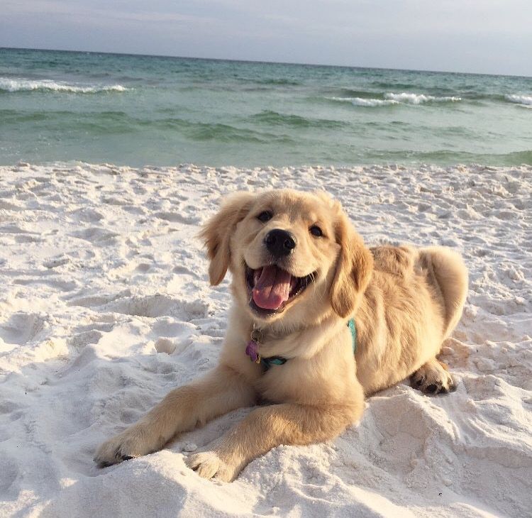 Adorable puppy are so cute 🥰💗🥰