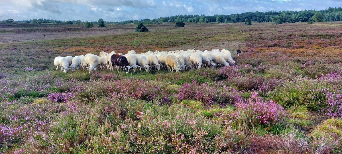 Kudde Epe/Heerde tweet media