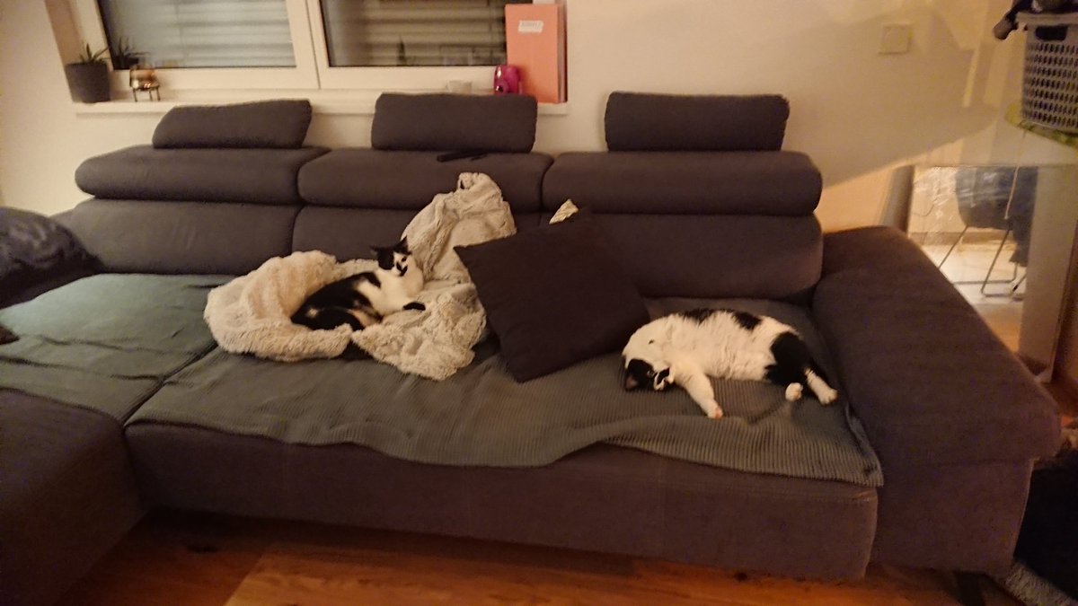 ArkusRabherr's tweet photo. very cozy
#cats #CatsOfTwitter #CatsOnTwitter https://t.co/tlt237iY3j