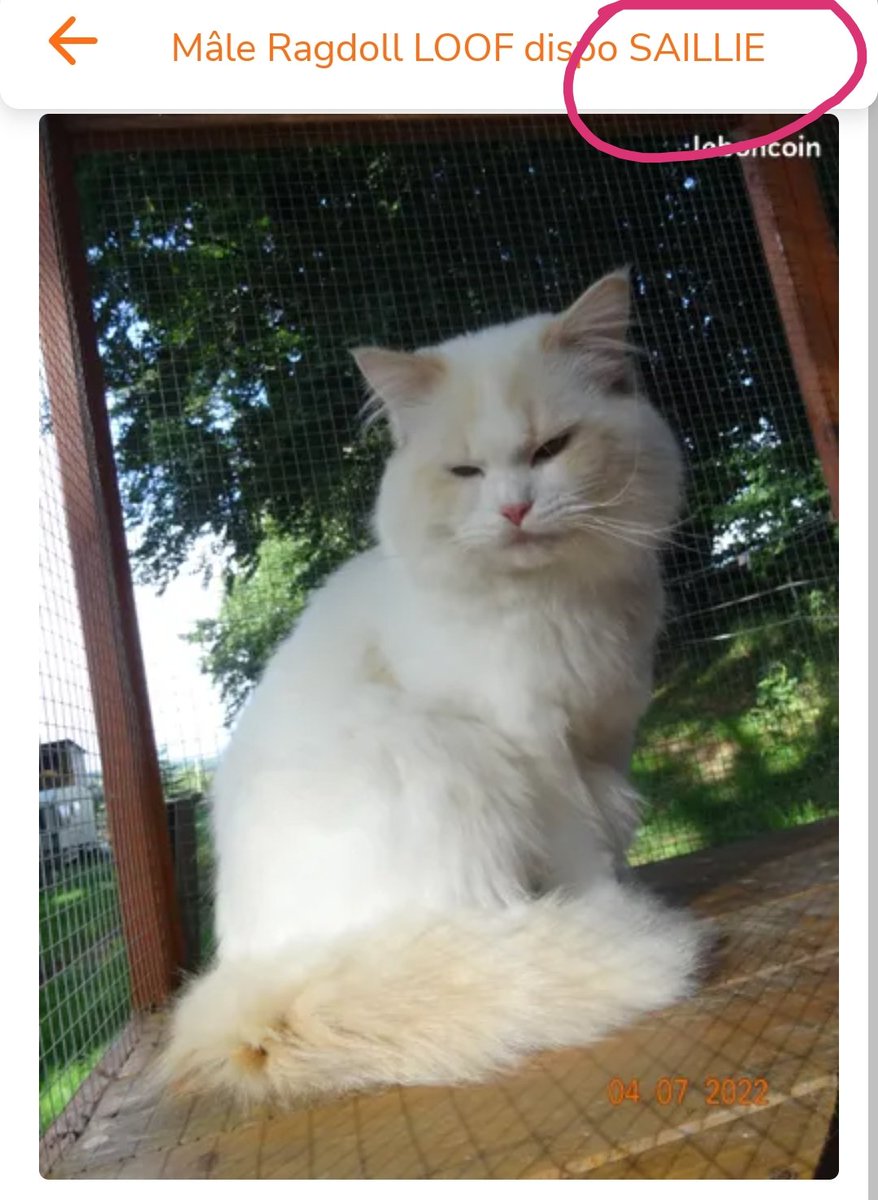 Je viens de découvrir l'existence de chat-pute. 500€ la passe pour un péripatétichat de luxe. Je pleure 🤣🤣